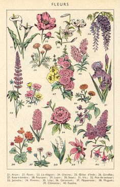 an illustration of various flowers and plants from the early 1900's or early 1970's