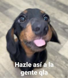 a black and brown dog sitting on top of a wooden floor with its tongue hanging out