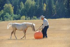 a man is leading a white horse with a red ball in the middle of a field