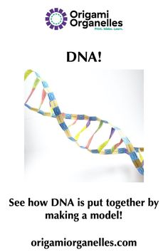 a poster with the words, see how dna is put together by making a model