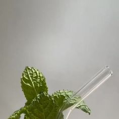 a glass filled with green leaves on top of a table