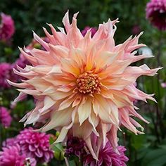 a large pink flower surrounded by other flowers