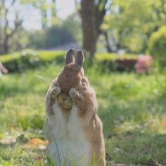 a brown and white rabbit sitting in the grass