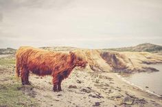 a brown cow standing on top of a grass covered hillside next to the ocean and mountains