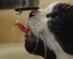 a black and white cat drinking water from a faucet