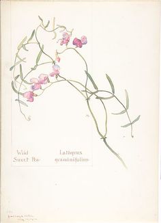 an illustration of pink flowers on a white background with words written below the floral arrangement