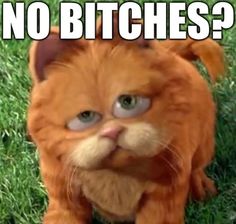 Insulting Memes, Fat Orange Cat, Garfield Images, Garfield Cat, Reaction Images, Funny Reaction Pictures, Reaction Memes, Orange Cat, Haha Funny