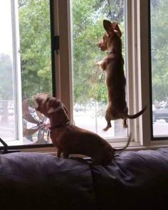 two dogs standing on their hind legs looking out the window at another dog sitting on its back