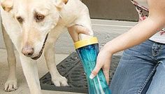 a white dog standing next to a woman holding a blue and yellow water bottle in it's mouth