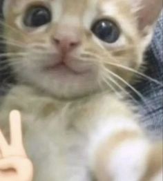 an orange cat with two fingers up in front of it's face, making the peace sign