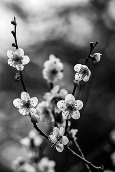 black and white photograph of flowers on tree branch with blurry backround background