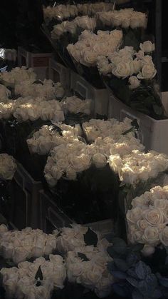 many white roses are arranged in rows on display