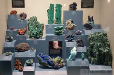 there are many rocks and plants on display in this museum case, including corals