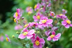 pink flowers with yellow centers are in the foreground and green foliage on the background