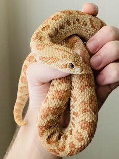 a hand holding a small brown and white snake in it's right arm,