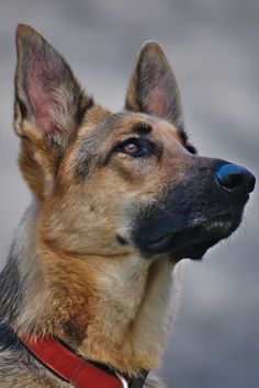 a close up of a dog with a red collar looking off into the distance,