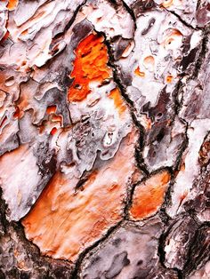 the bark of an old tree has been painted orange and gray with some brown spots