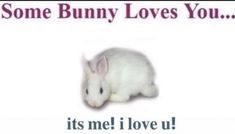 a white bunny is sitting in front of a sign that says, some bunny loves you it's me i love u