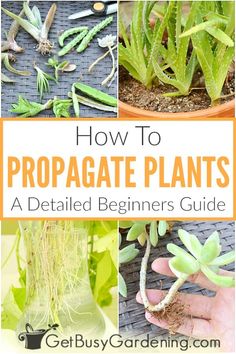 how to propagate plants for beginners guide