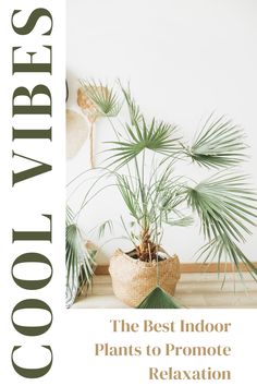 best indoor plants Creative Block, New Energy, Home Staging, Pinterest Marketing, Low Maintenance, Passive Income, Indoor Plants, The Ordinary, Affiliate Marketing