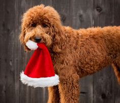 a poodle wearing a santa hat standing in front of a wooden fence