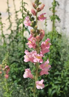 some pink flowers are in front of green plants