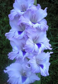 purple flowers are blooming in the grass