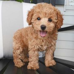 a small brown dog standing on top of a wooden bench