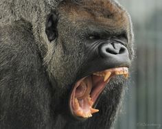 a gorilla with its mouth open and it's teeth wide open, showing the sharp teeth