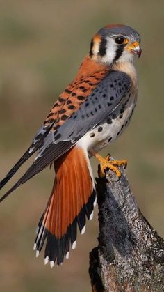 a bird with orange and black feathers is perched on a tree branch in front of a blurry background