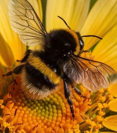 a bee sitting on top of a yellow flower