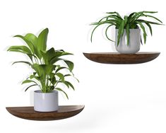 two white planters with green plants in them on wooden shelves against a white background