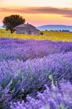 Sunset view of rows of lavender with a farm hut surrounded by a sunflower field behind. Illustration On Canvas, Lavender Field, Lavender Farm, Provence France, Sunflower Fields, Lavender Fields, Purple Lavender, Flower Field, Landscape Photos