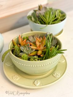 two bowls filled with plants on top of a table