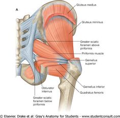 the muscles are labeled in this diagram, including the hip and pel gird