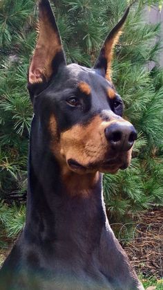 a black and brown dog laying on top of a grass covered field next to trees