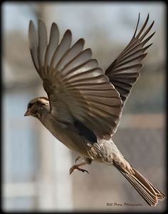 a bird is flying in the air with its wings spread