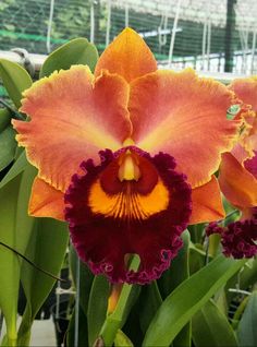 an orange and red flower with green leaves