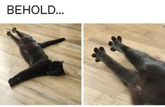 a black cat laying on top of a hard wood floor next to the words behold