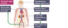 The role of ADH in the body - Higher - Why do we need to maintain a constant internal environment? - GCSE Biology (Single Science) Revision - OCR 21st Century - BBC Bitesize Igcse Biology, Gcse Biology, Primary Games, Science Revision, Importance Of Water, Blood In Water, Blood Plasma, Future Music, Pituitary Gland