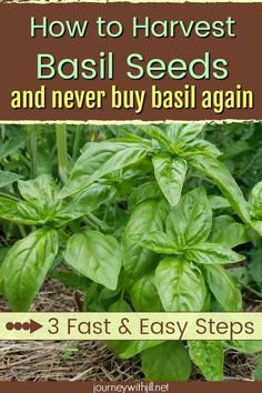 basil plants growing in the garden with text overlay how to harvest basil seeds and never buy basil again