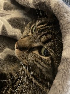 a close up of a cat under a blanket