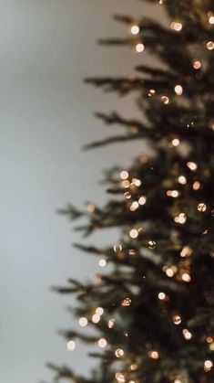 a teddy bear sitting in front of a christmas tree with lights on it's branches