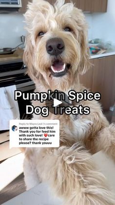 a dog sitting on top of a kitchen counter next to a sign that says pumpkin in spice dog treats