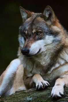 a close up of a wolf laying on a tree branch with its eyes open and one paw resting on the ground