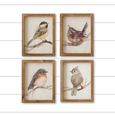 four framed pictures of birds sitting on top of a tree branch