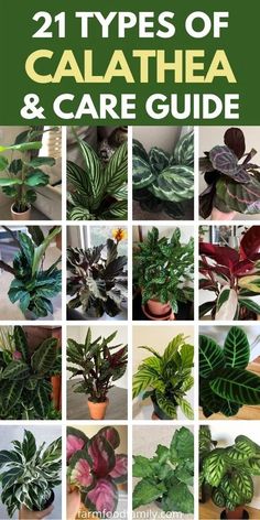 different types of calathea and care guide for houseplants, including plants