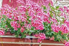 pink flowers are growing in a window box