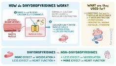 dihydropyridine calcium channel blocker - Ecosia - Images Pharmacy Study, Subarachnoid Hemorrhage, Nursing Work, Calcium Channel Blockers, Common Medications, Angina Pectoris, Heart Journal, School Nursing, Heart Function