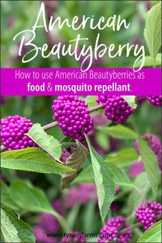 an american blackberry plant with the words how to use american beaulyberries as food and mosquito replant